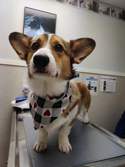 Animal Medical Center Picture 1