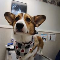 Animal Medical Center ico