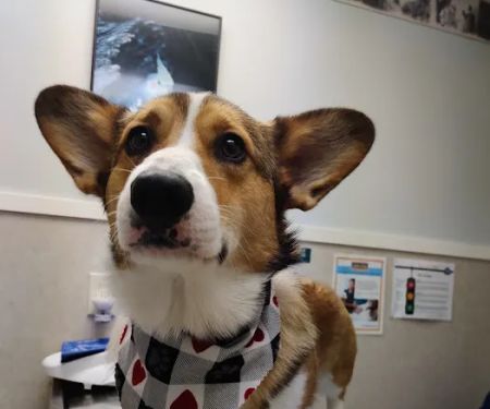 Animal Medical Center