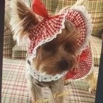 Lil Paws Couture