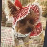 Lil Paws Couture ico