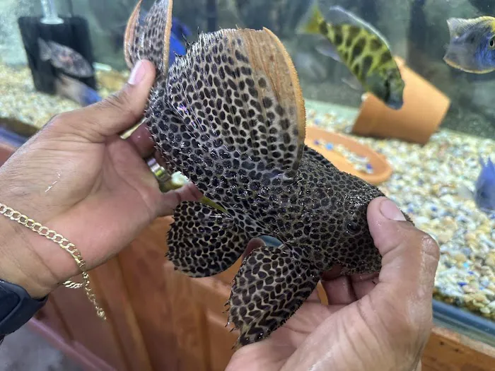 Danbury Aquarium and supplies Picture 4