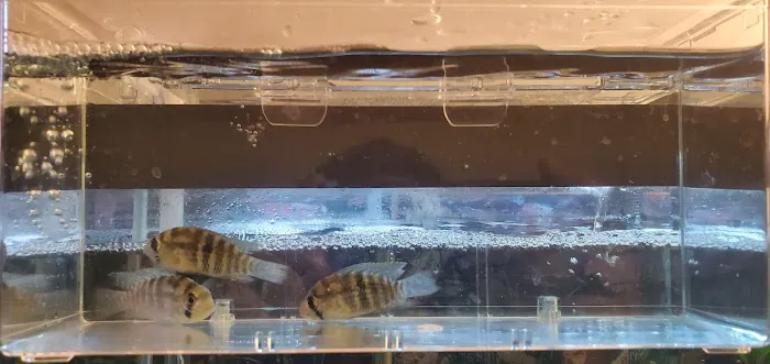 Danbury Aquarium and supplies Picture 10