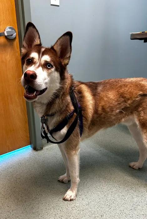 Schwenksville Veterinary Hospital Picture 5