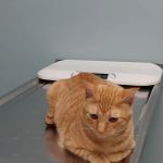Schwenksville Veterinary Hospital