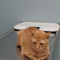 Schwenksville Veterinary Hospital ico