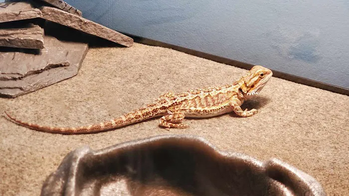 Petco Picture 2