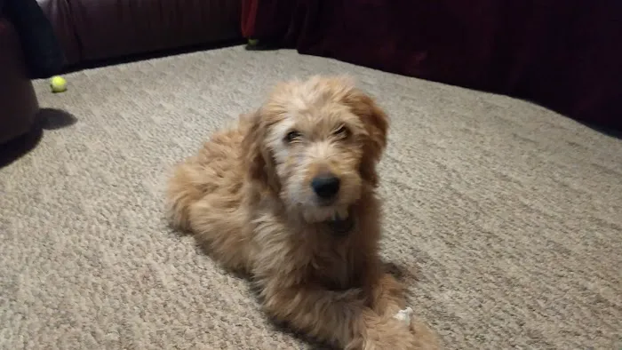 Piper Veterinary Clinic Picture 6