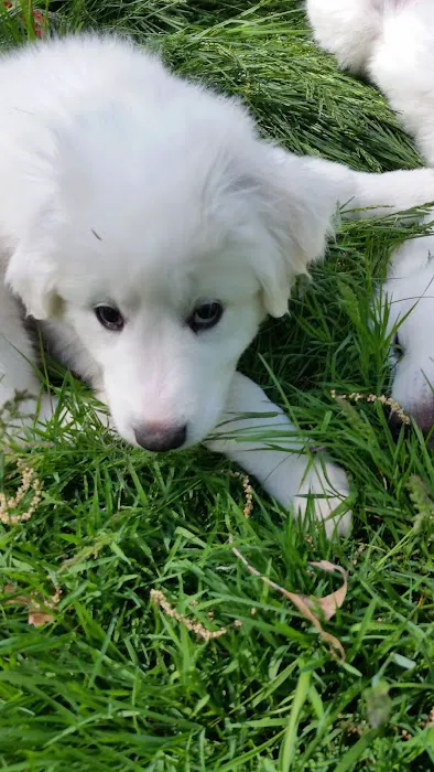 Piper Veterinary Clinic Picture 9