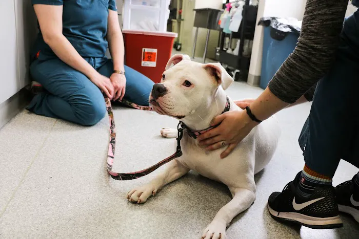 Dublin Veterinary Hospital Picture 2