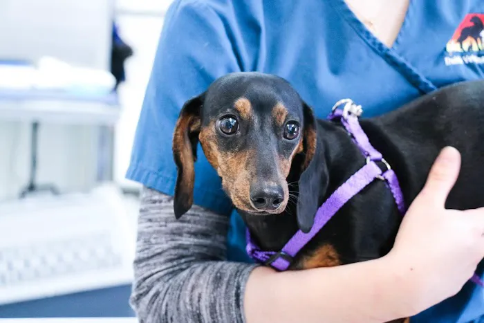 Dublin Veterinary Hospital Picture 9