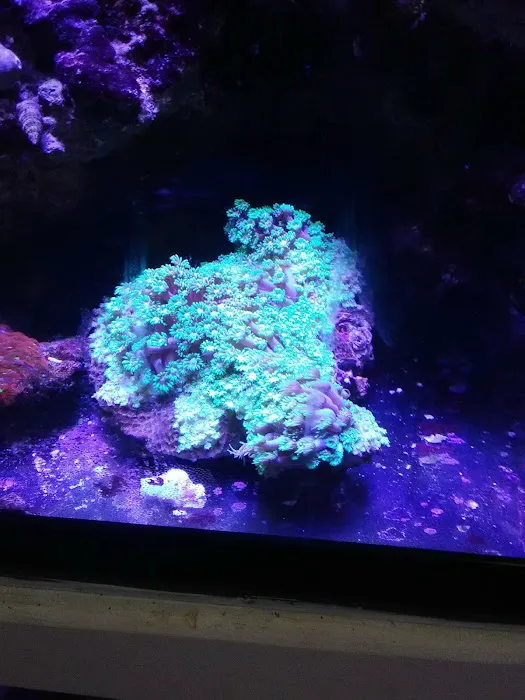 Pete's Aquariums & Fish Picture 5