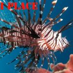 Pete's Aquariums & Fish
