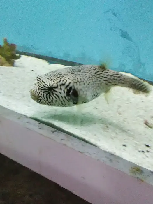 Pete's Aquariums & Fish Picture 4