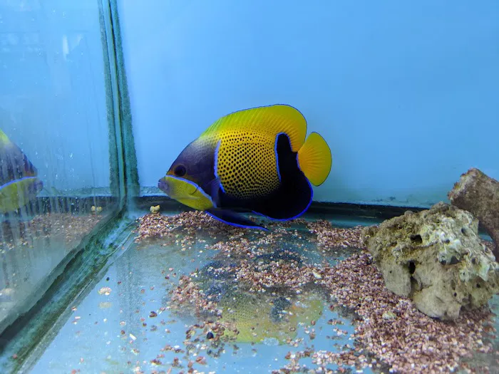 Pete's Aquariums & Fish Picture 9