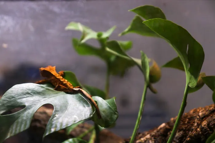 Animabilia Inc. Picture 9