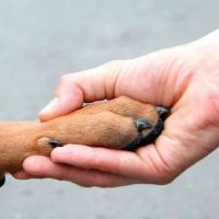 Alpha Veterinary Hospital ico
