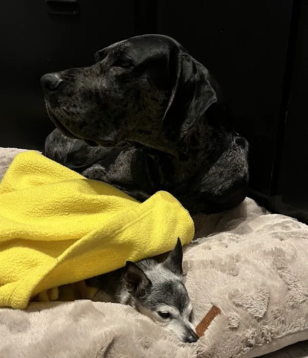 Alpha Veterinary Hospital Picture 4