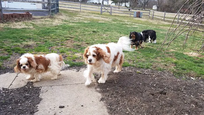 Alpha Veterinary Hospital Picture 5