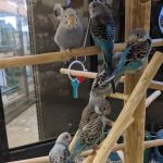 Petco