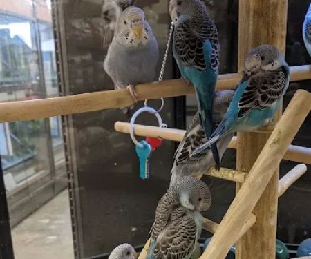 Petco