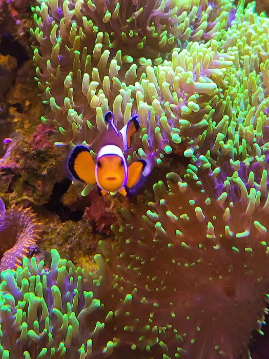 Aquarium Solutions 101 Picture 4