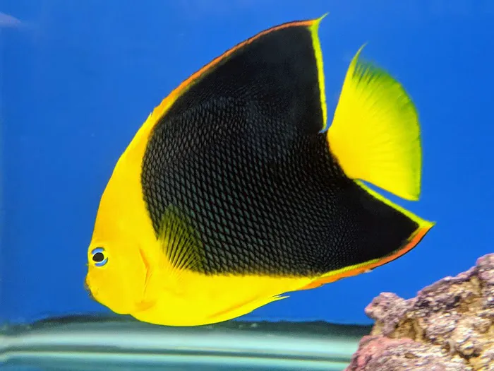 Aquarium Solutions 101 Picture 3