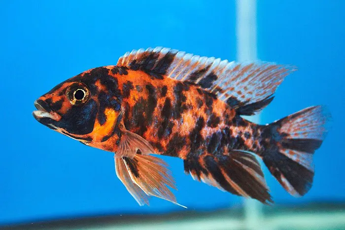 Aquarium Solutions 101 Picture 2