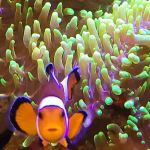 Aquarium Solutions 101