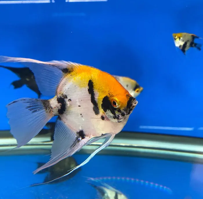 Aquarium Solutions 101 Picture 7