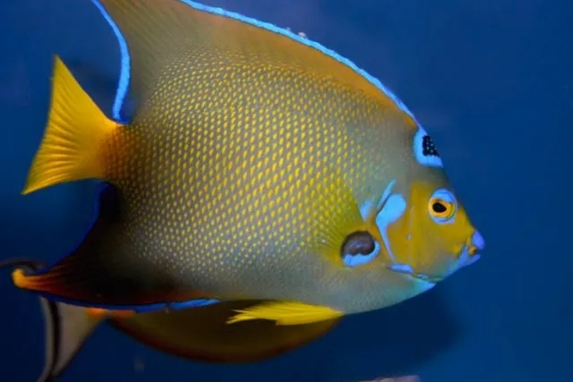 Aquarium Solutions 101 Picture 6