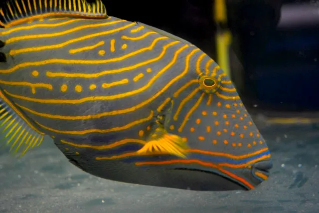 Aquarium Solutions 101 Picture 8