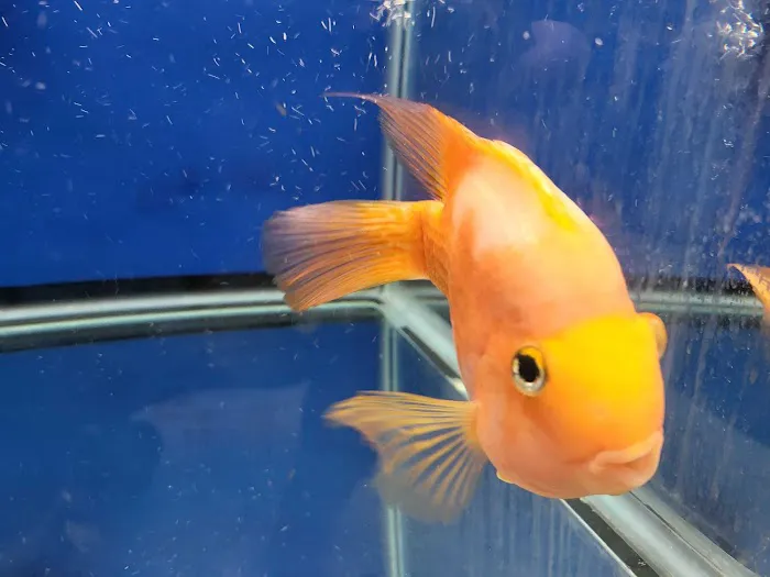 Aquarium Solutions 101 Picture 10
