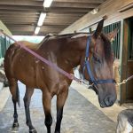 East Coast Hoof and Wellness Center