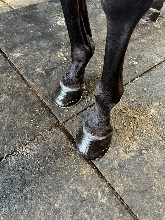 East Coast Hoof and Wellness Center Picture 2