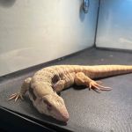 E & J Pet Shop LLC