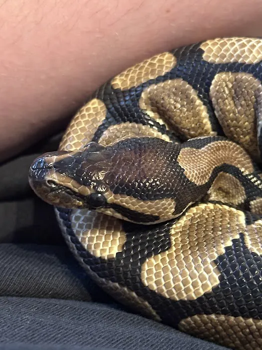 Jungle Bob's Reptile World Picture 6