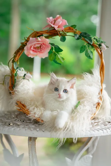 Neverland Ragdolls Cattery Picture 1