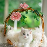 Neverland Ragdolls Cattery ico