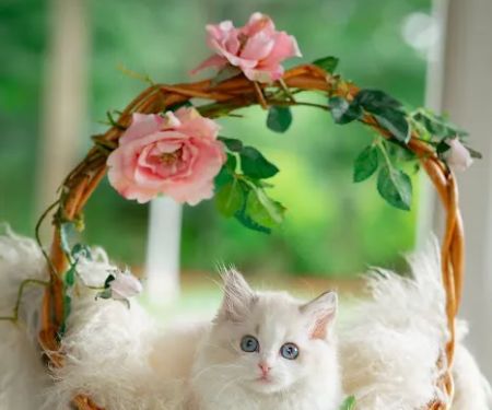 Neverland Ragdolls Cattery
