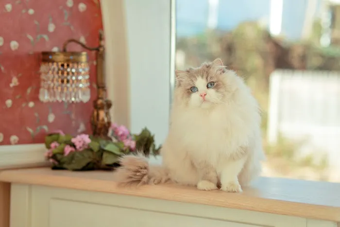 Neverland Ragdolls Cattery Picture 3