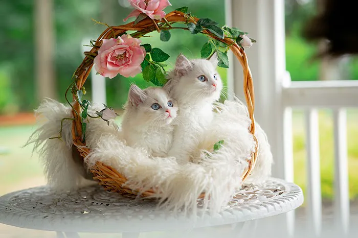 Neverland Ragdolls Cattery Picture 7