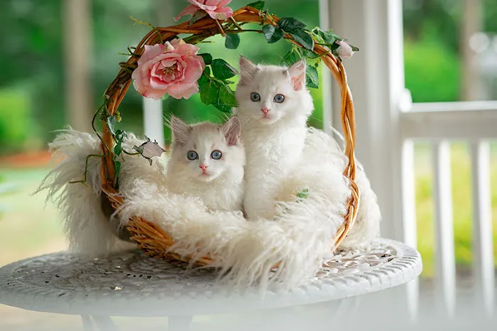 Neverland Ragdolls Cattery Picture 4