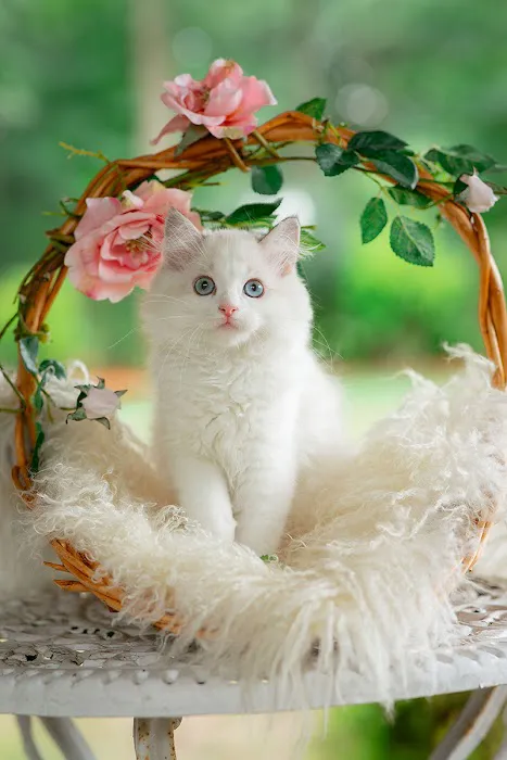 Neverland Ragdolls Cattery Picture 5