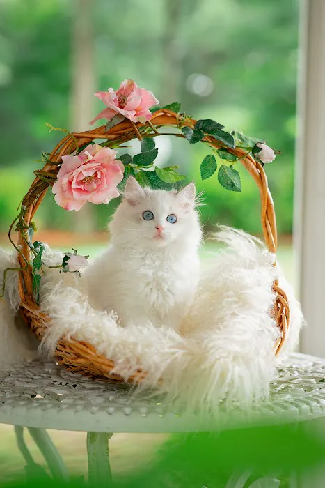 Neverland Ragdolls Cattery Picture 9