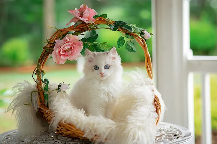 Neverland Ragdolls Cattery Picture 6