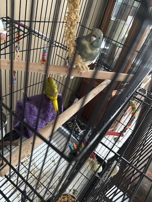 First Flight Exotic Birds Picture 2