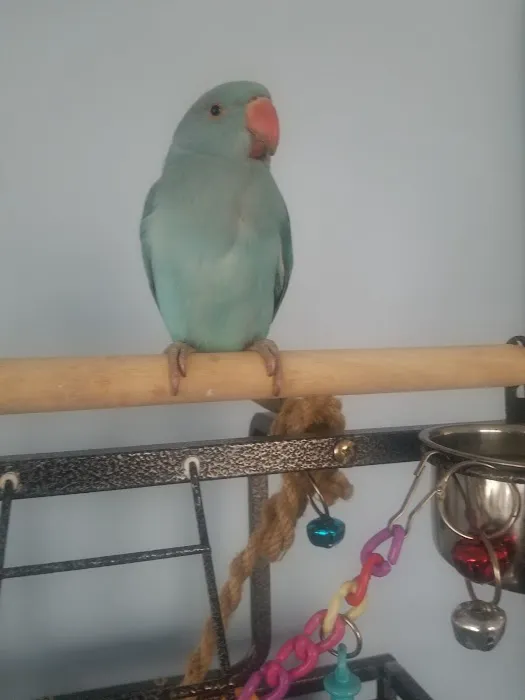 First Flight Exotic Birds Picture 3