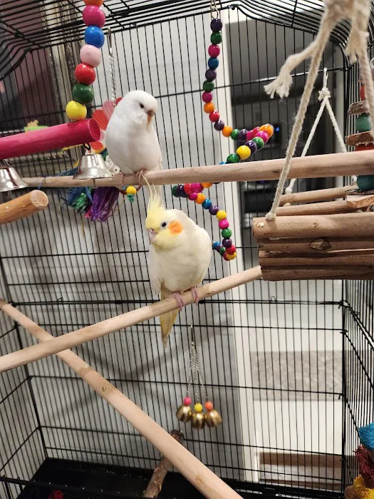 First Flight Exotic Birds Picture 7