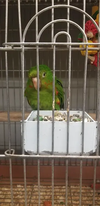First Flight Exotic Birds Picture 10